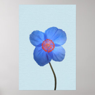 Blue Himalayan Poppy Blume Poster Print