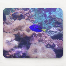 "Blue Hippo Tang Oasis" Maus Pad