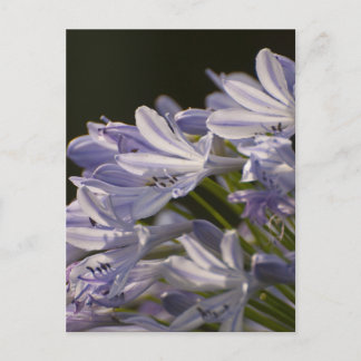 Blue Hostas Postkarte