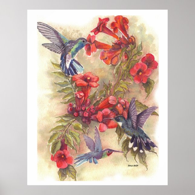 BLUE HUMMBIRDS MIT ORANGE TRUMPET VINES POSTER (Vorne)