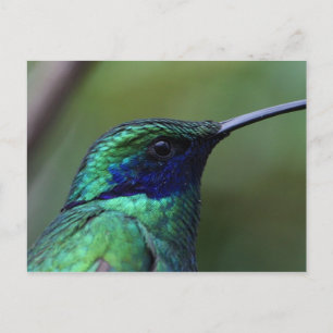 Blue Humming Bird Postcard Postkarte