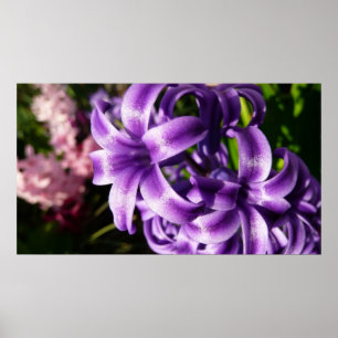 Blue Hyacinth I Spring Floral Poster