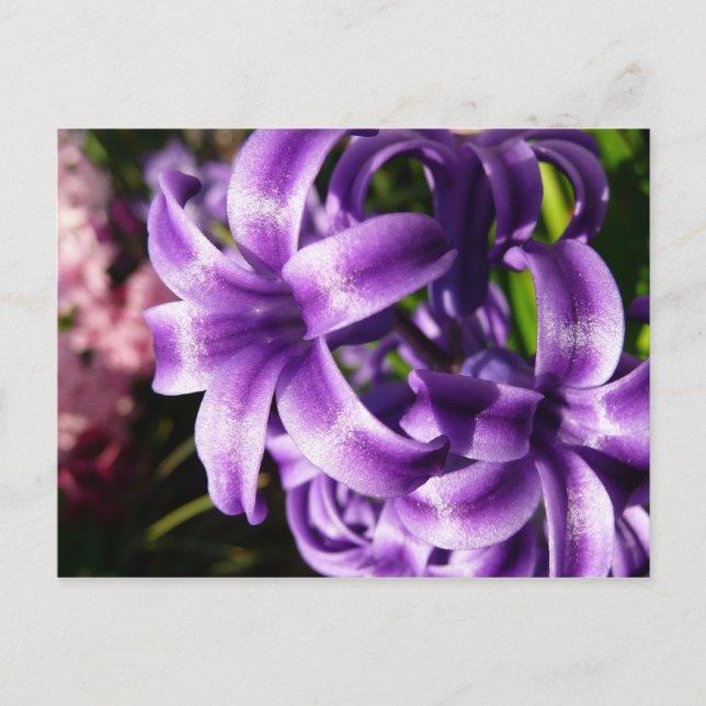 Blue Hyacinth I Spring Floral Postkarte (Vorderseite)