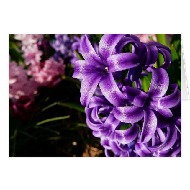 Blue Hyacinth II Spring Floral (Vorderseite (Horizontal))