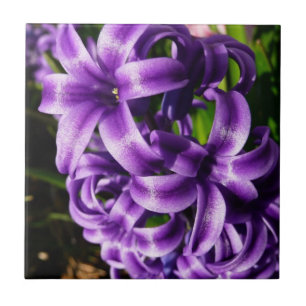 Blue Hyacinth II Spring Floral Fliese