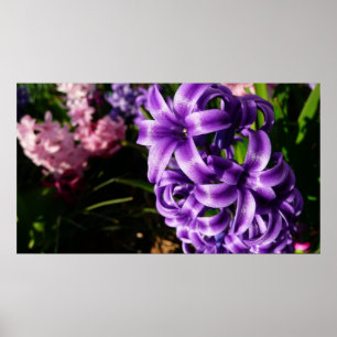Blue Hyacinth II Spring Floral Poster
