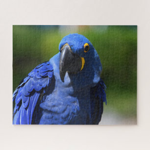 Blue Hyacinth Macaw