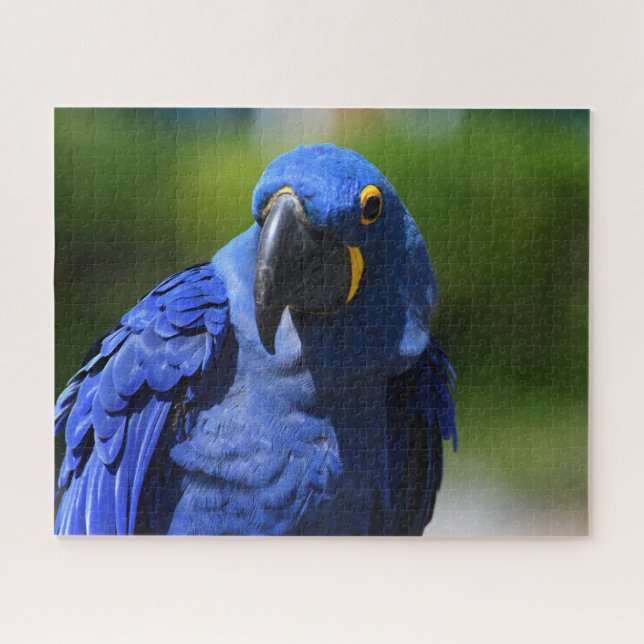 Blue Hyacinth Macaw (Horizontal)