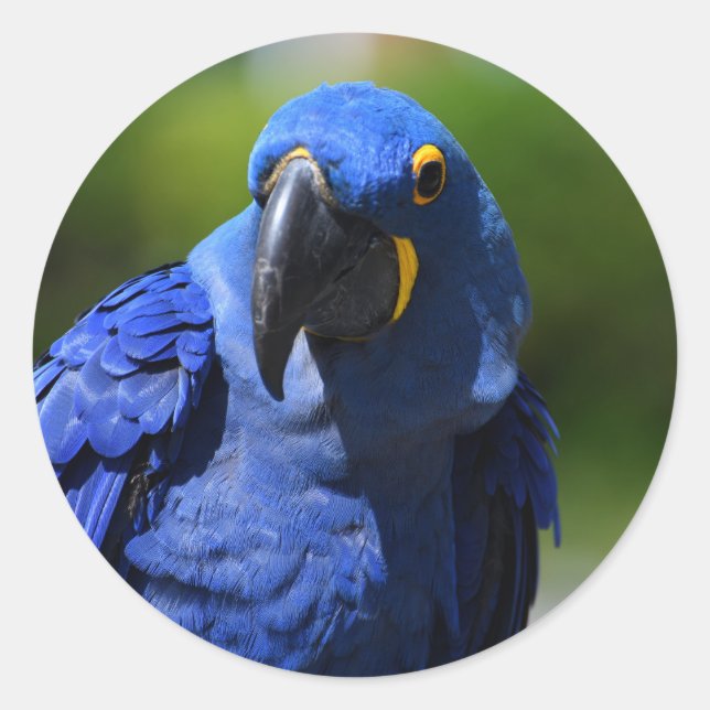 Blue Hyacinth Macaw Classic Round Sticker (Vorderseite)