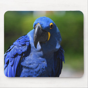 Blue Hyacinth Macaw Mousepad