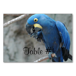Blue Hyacinth Macaw Tischnummer