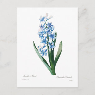Blue Hyacinth Postkarte