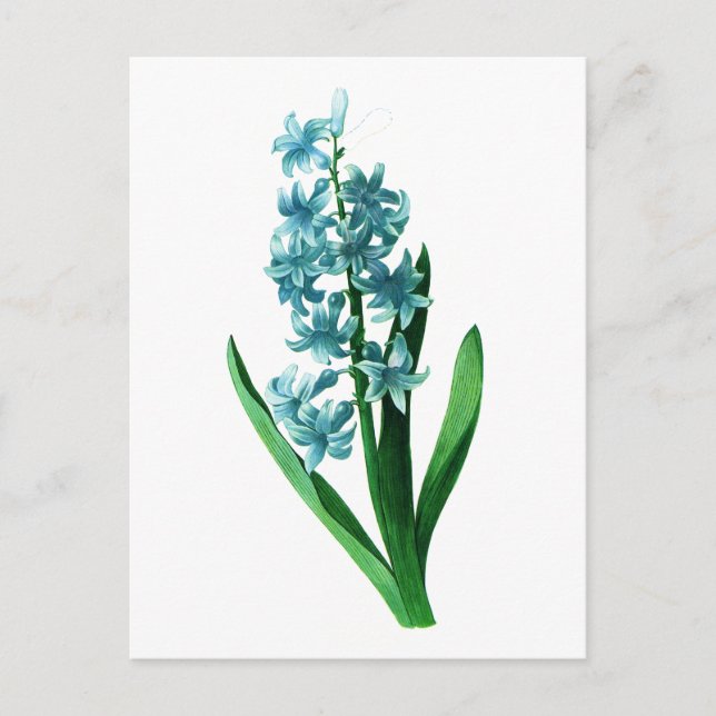 Blue Hyacinth von Pierre Joseph Redoute Postkarte (Vorderseite)