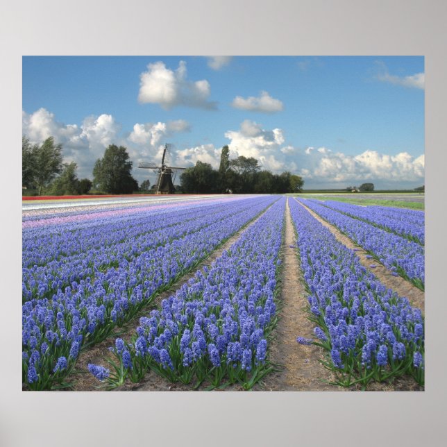 Blue Hyacinths in einem Field Holland Poster (Vorne)