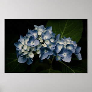 Blue Hydrangea 8514 Print Poster