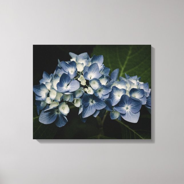 Blue Hydrangea 8514 Wrapped Canvas Leinwanddruck (Vorderseite)