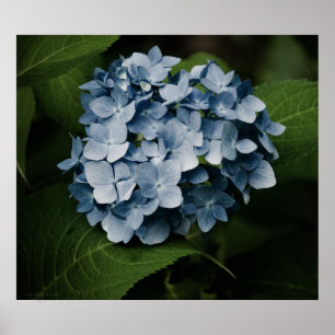 Blue Hydrangea 8515 Print Poster