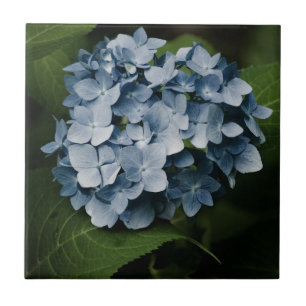 Blue Hydrangea 8515 Tile Fliese
