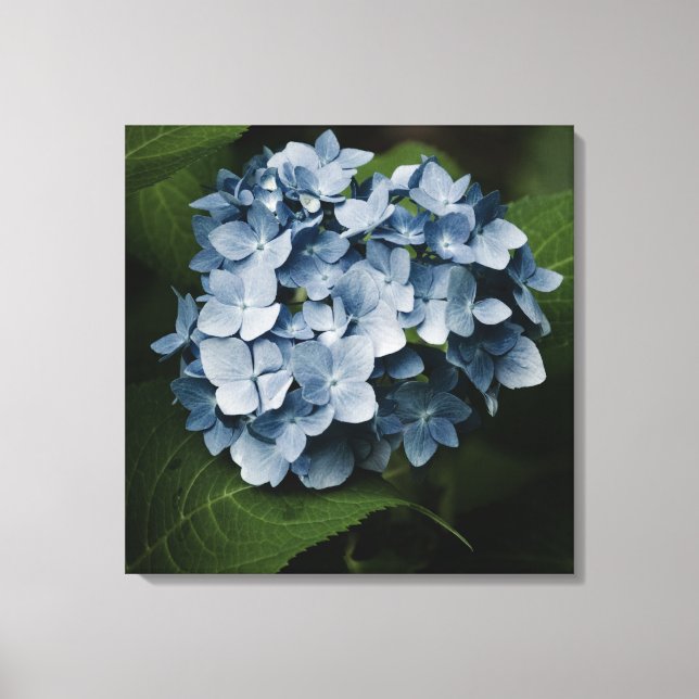 Blue Hydrangea 8515 Wrapped Canvas Leinwanddruck (Vorderseite)