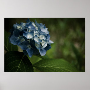 Blue Hydrangea 8519 Print Poster
