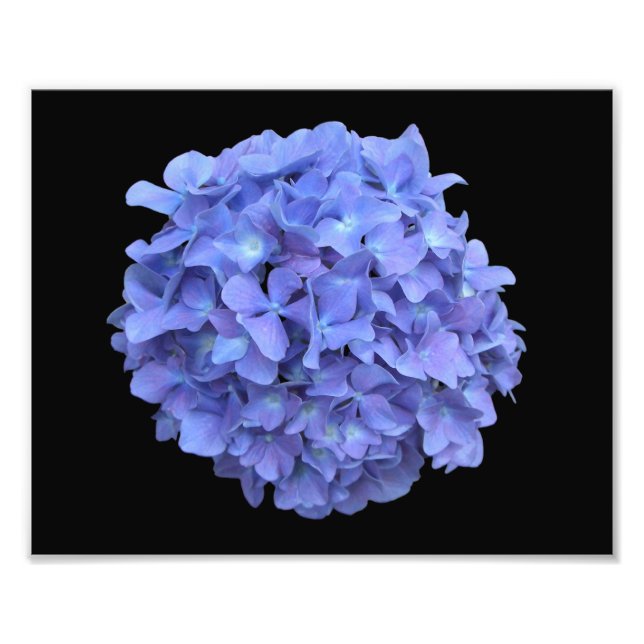 Blue Hydrangea Bloom Foto (Vorne)
