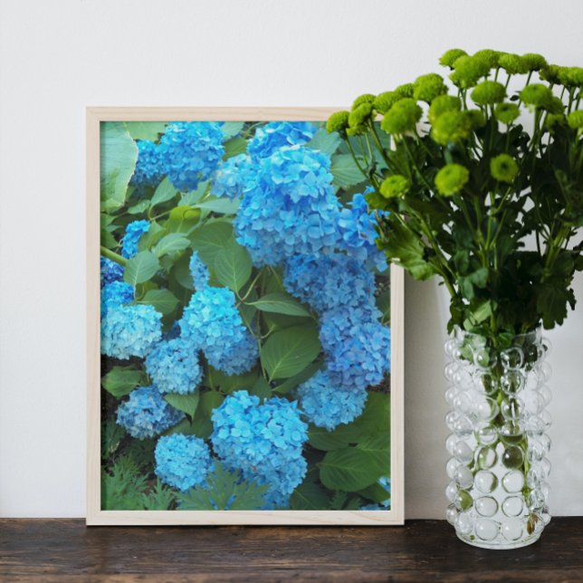 Blue Hydrangea Blooms Floral Fotodruck (In Situ Framed)