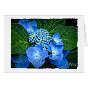 Blue Hydrangea Blume/Blumenkunst