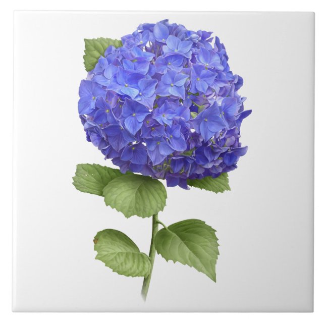Blue Hydrangea Blume Botanische Kunst Fliese (Vorderseite)