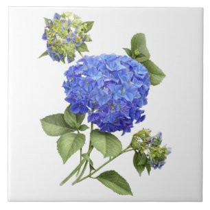 Blue Hydrangea Blume Botanische Kunst Fliese