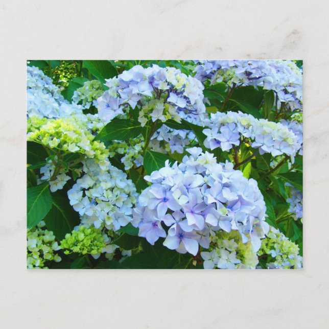 Blue Hydrangea Blume Garten Postkarten Botanisch (Vorderseite)