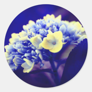 Blue Hydrangea-Blume Runder Aufkleber