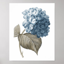 Blue Hydrangea Botanical Artwork Nr. 2 Poster
