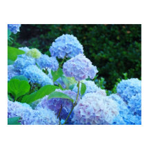 Blue Hydrangea Fleurs d'art estampe affiches