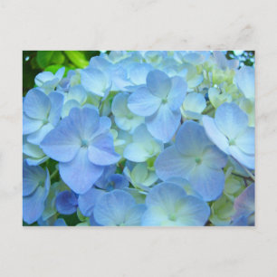 Blue Hydrangea Flowrs Postkarten Floral Postkarten
