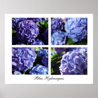 Blue Hydrangea-Mischung, Blue Hydrangeas Poster