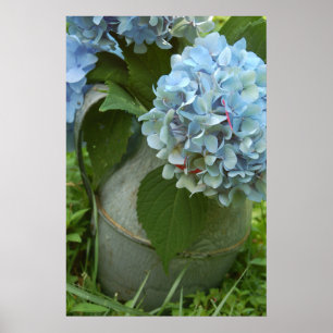 Blue Hydrangea mit Pitcher Poster