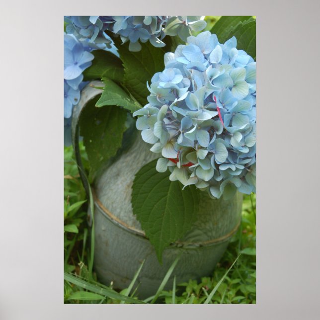 Blue Hydrangea mit Pitcher Poster (Vorne)