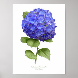 Blue Hydrangea Original Art Print Poster
