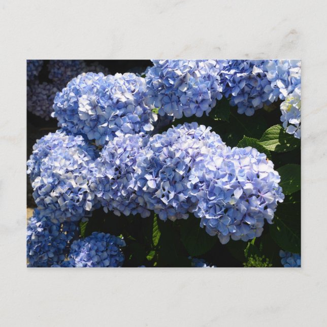 Blue Hydrangea Postcard Postkarte (Vorderseite)