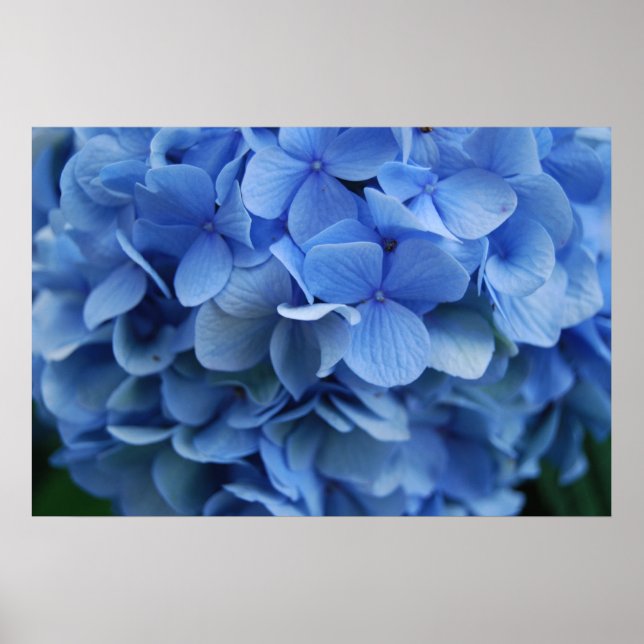 Blue Hydrangea Poster (Vorne)