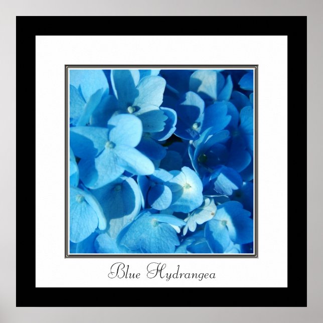 Blue Hydrangea Poster (Vorne)