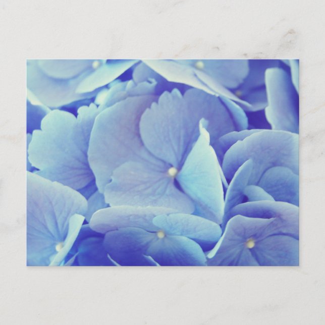 Blue Hydrangea Postkarte (Vorderseite)