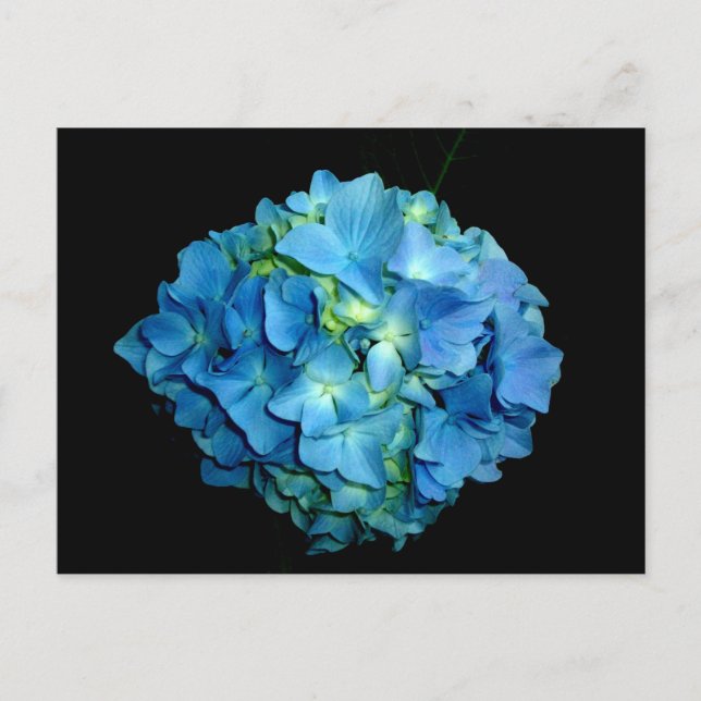 Blue Hydrangea Postkarte (Vorderseite)