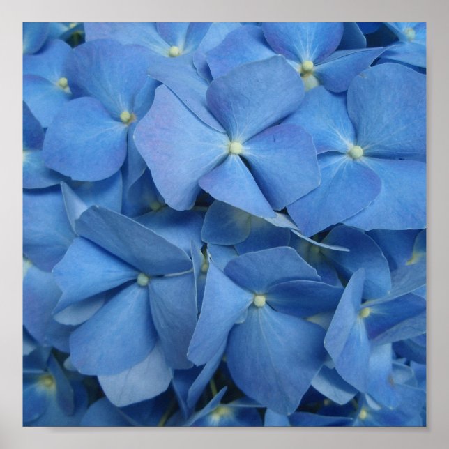 Blue Hydrangea Print Poster (Vorne)