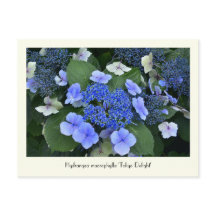 Blue Hydrangea Sammelbare Blume Postkarten