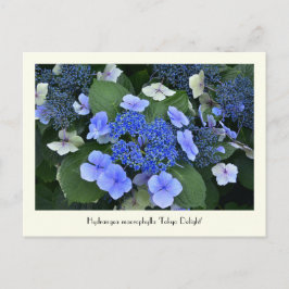 Blue Hydrangea Sammelbare Blume Postkarten