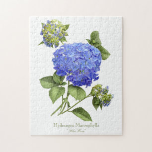 Blue Hydrangeas