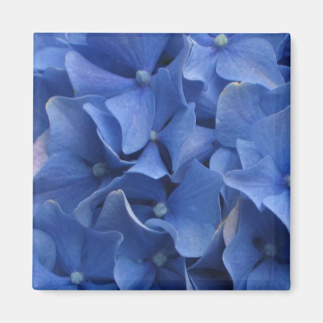 Blue Hydrangeas Magnet (Vorne)