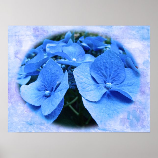 Blue Hydrangeas - Poster (Devant)