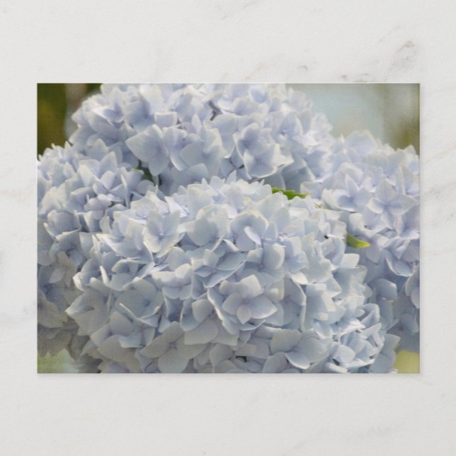 Blue Hydrangeas Postkarte (Vorderseite)
